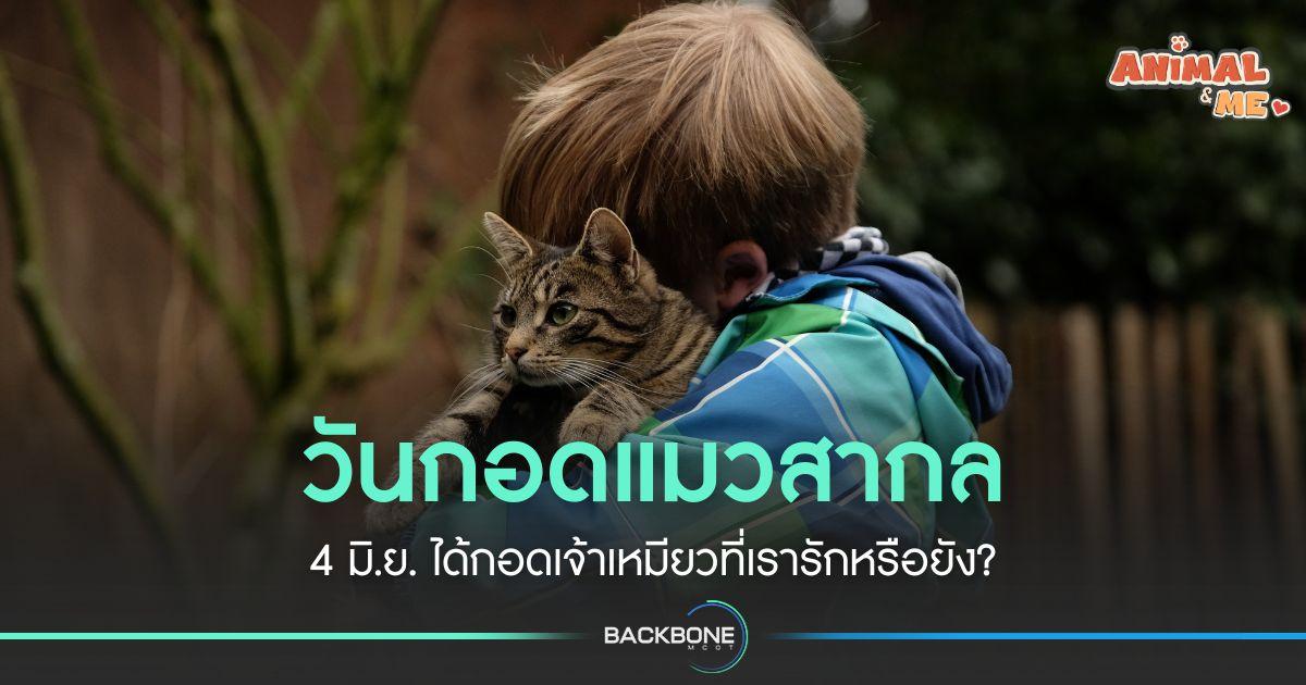 วันกอดแมวสากล วันที่เจ้าของได้แสดงความรักกับน้องแมว