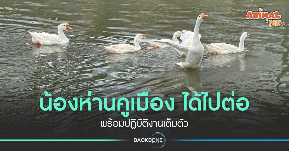 “น้องห่านคูเมือง” ได้ไปต่อพร้อมปฏิบัติงานเต็มตัว