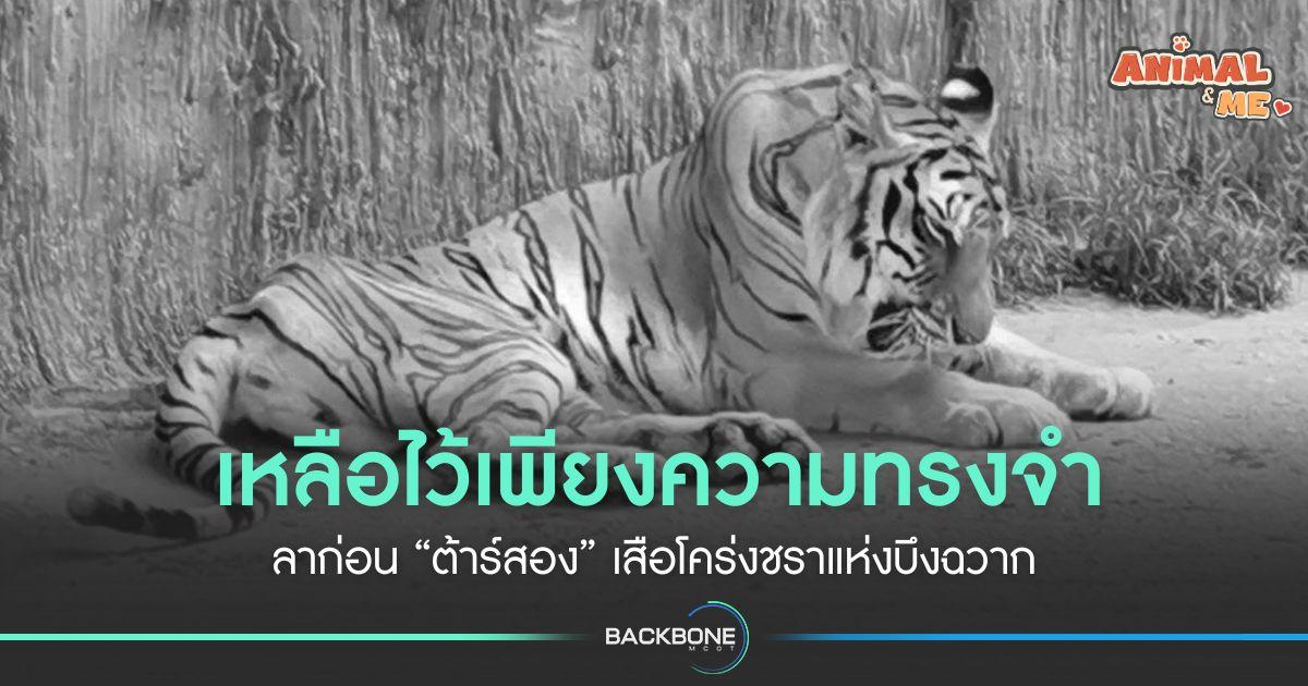 เหลือไว้เพียงความทรงจำ ลาก่อน “ต้าร์สอง” เสือโคร่งชราแห่งบึงฉวาก