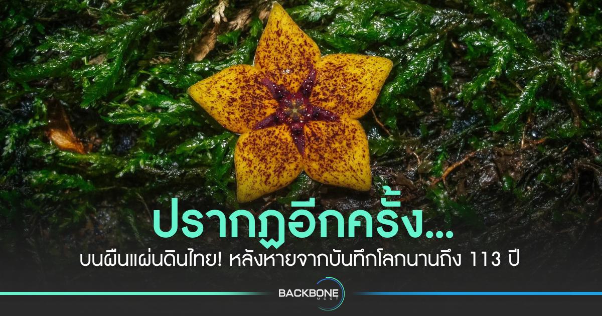 ปรากฏอีกครั้ง…บนผืนแผ่นดินไทย! หลังหายจากบันทึกโลกนานถึง 113 ปี
