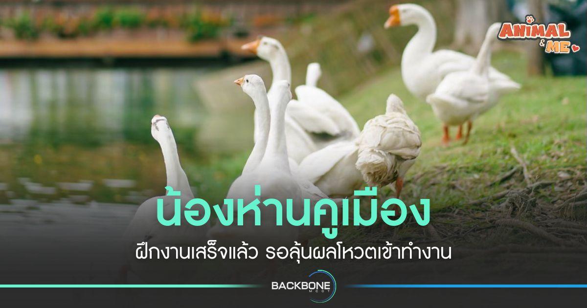 น้องห่านคูเมือง รอลุ้นผลโหวตบรรจุเข้าทำงาน