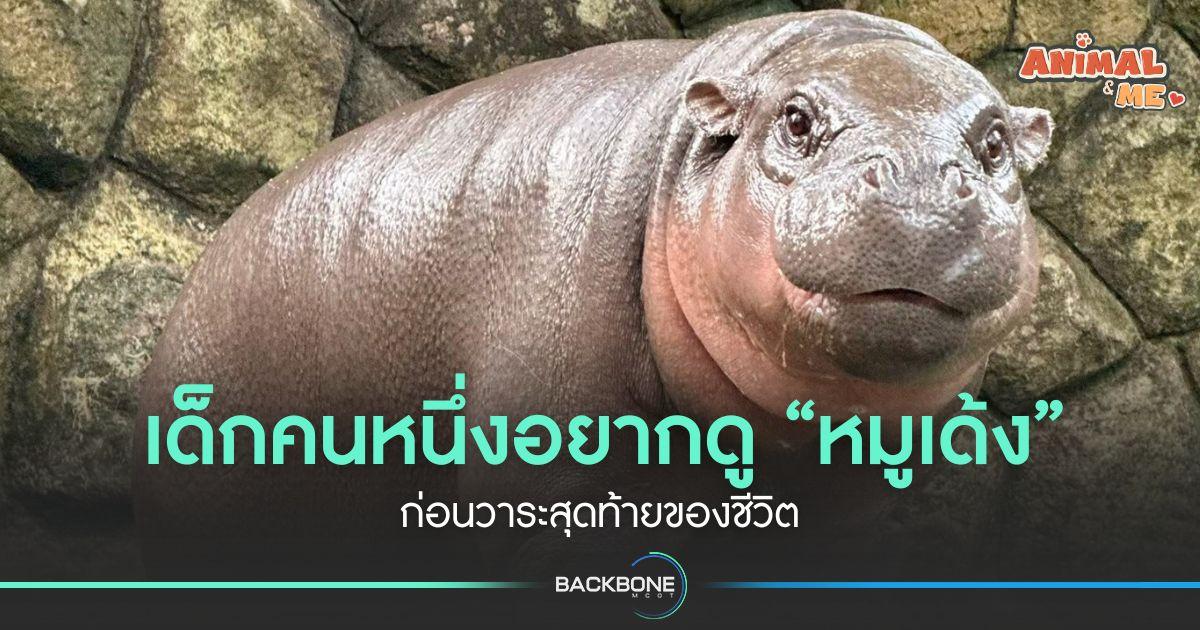 เด็กคนหนึ่งอยากดู “หมูเด้ง” ก่อนวาระสุดท้ายของชีวิต