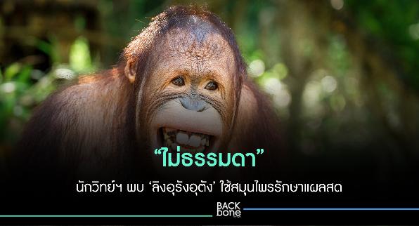 ไม่ธรรมดา นักวิทย์ฯ พบ ‘ลิงอุรังอุตัง’ ใช้สมุนไพรรักษาแผลสด
