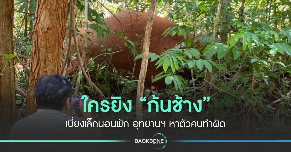 ใครยิง “ก้นช้าง” เบี่ยงเล็กนอนพัก อุทยานฯ หาตัวคนทำผิด