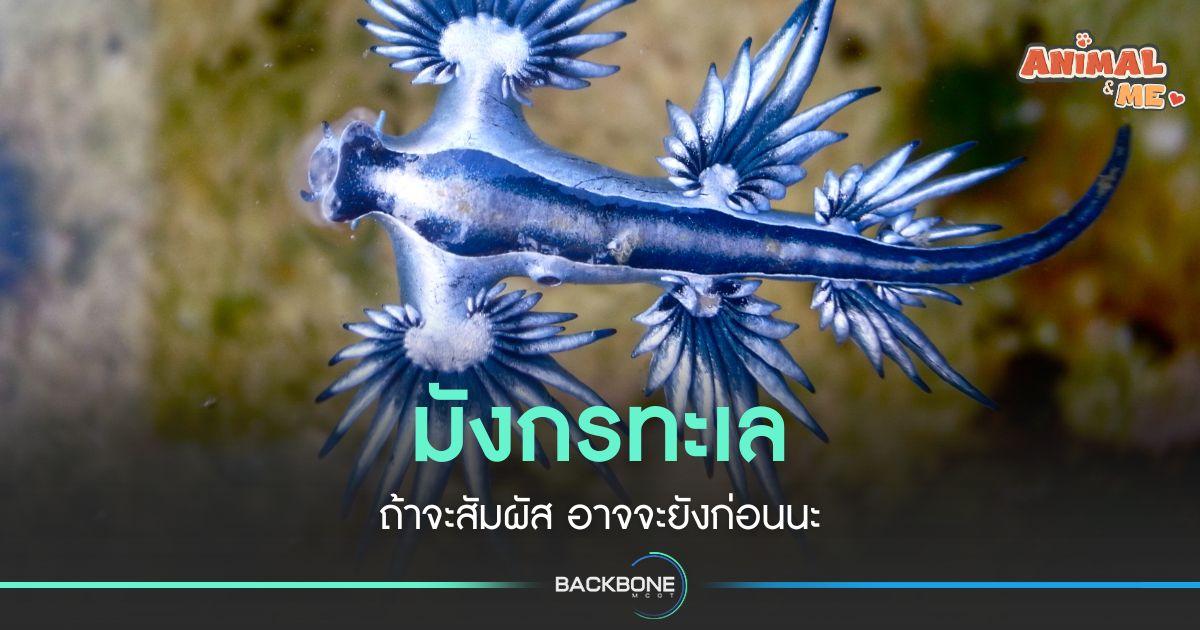 “มังกรทะเล” ถ้าจะสัมผัสอาจจะยังก่อนนะ
