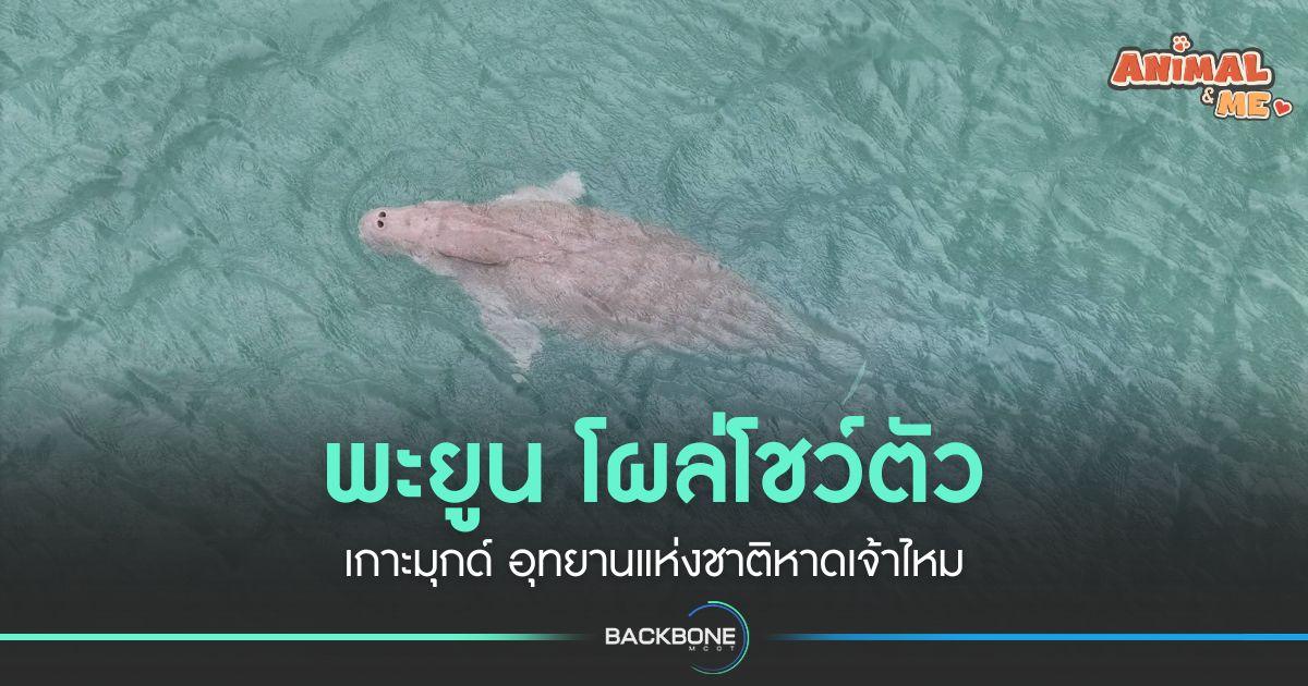 พะยูน โผล่โชว์ตัวทะเลตรัง
