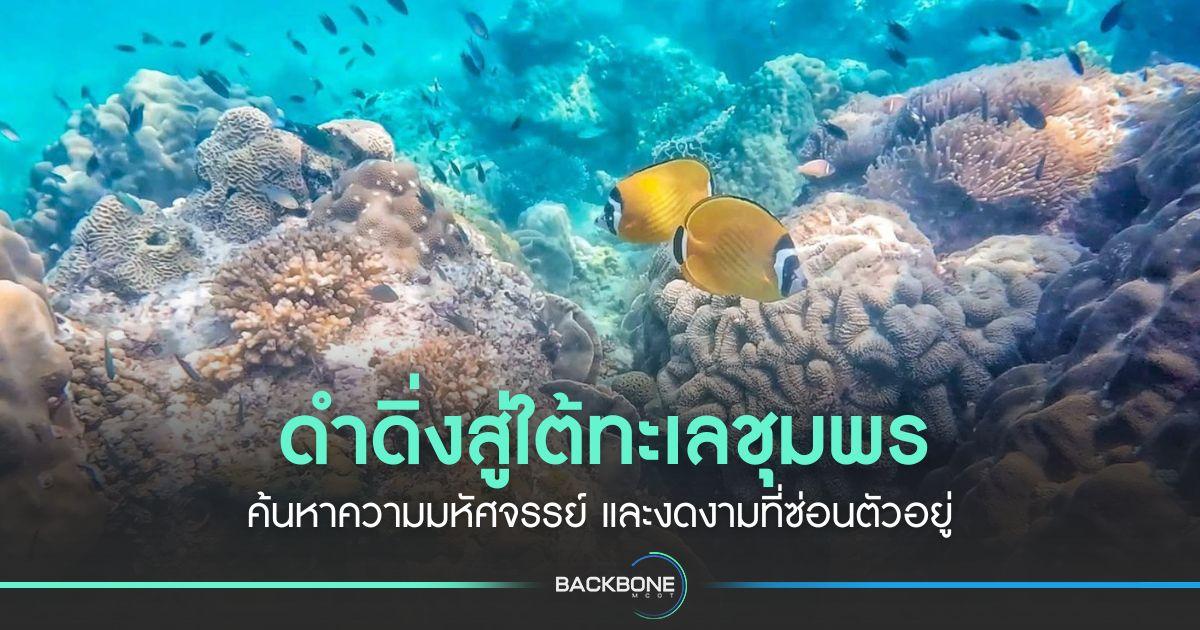 ดำดิ่งสู่ใต้ทะเลชุมพร ค้นหาความมหัศจรรย์ และงดงามที่ซ่อนตัวอยู่
