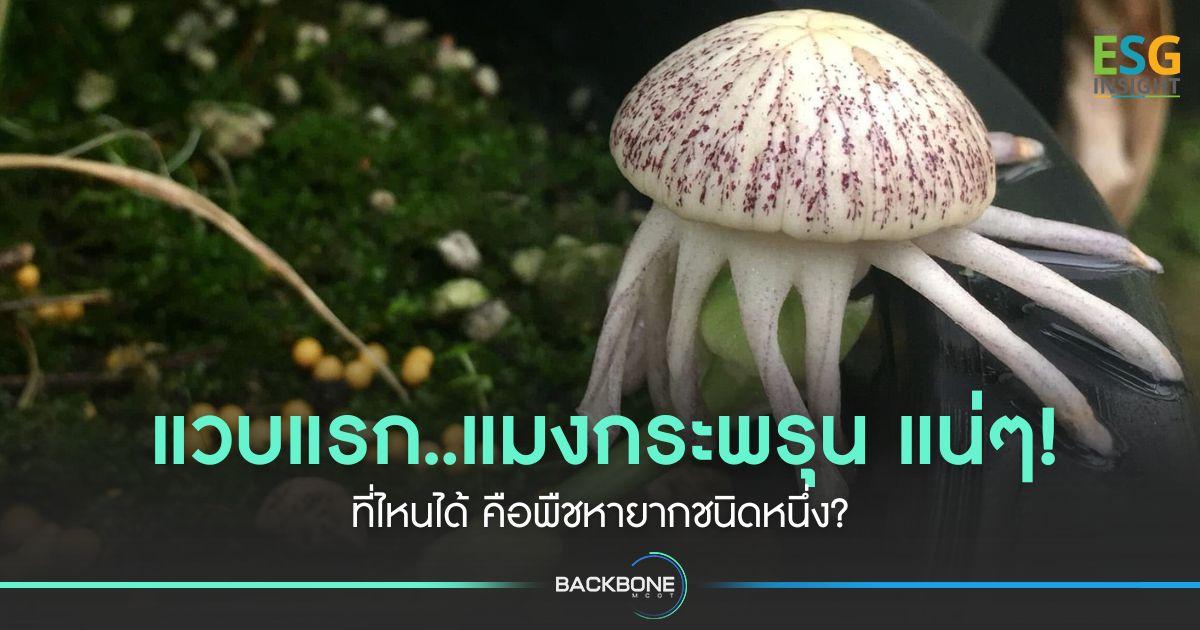 แวบแรก..แมงกระพรุน แน่ๆ! ที่ไหนได้ คือพืชหายากชนิดหนึ่ง?